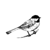 dancingdanacarr.com icon