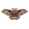 evangelinemolly.com icon