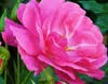 robynmckenziemft.com icon