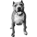 standupforpits.us icon