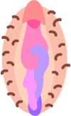 teachesofpeaches.com icon