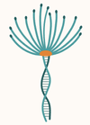 transcendandaligntherapy.com icon